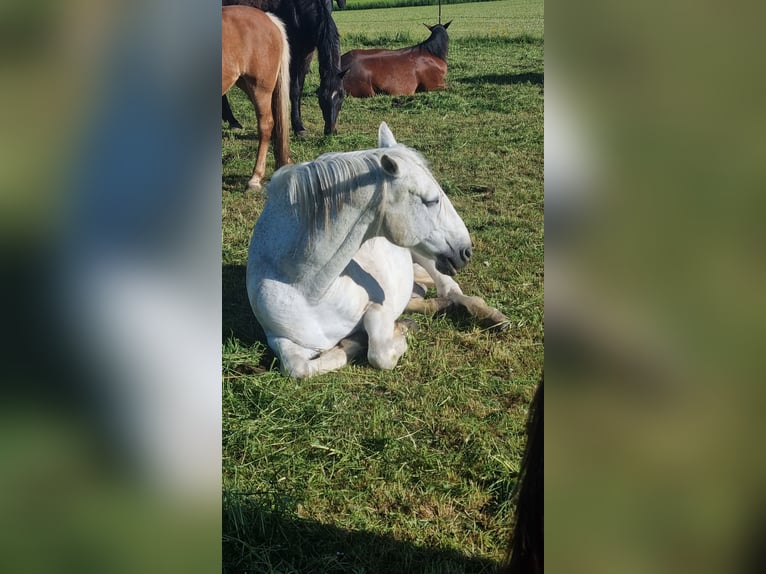 Lusitanos Wallach 18 Jahre 158 cm Schimmel in Stöttwang
