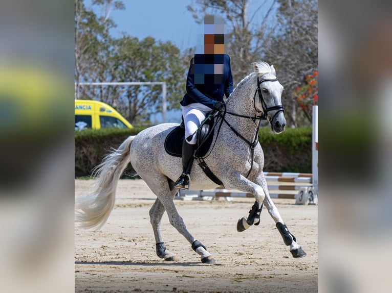 Lusitanos Mix Wallach 19 Jahre 155 cm Fliegenschimmel in Buzanada