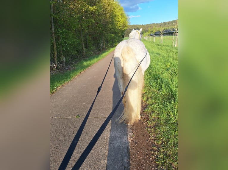Lusitanos Wallach 19 Jahre 155 cm Schimmel in Ebern