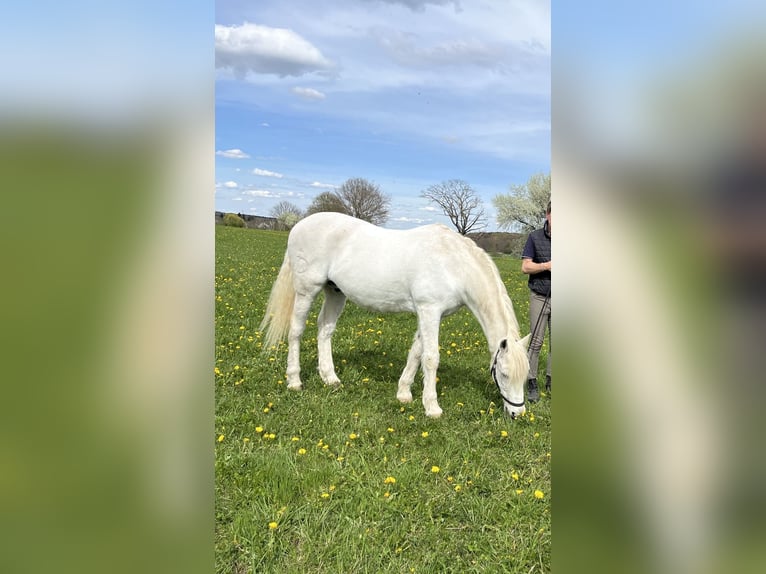 Lusitanos Wallach 24 Jahre 163 cm Schimmel in Schondorf am Ammersee