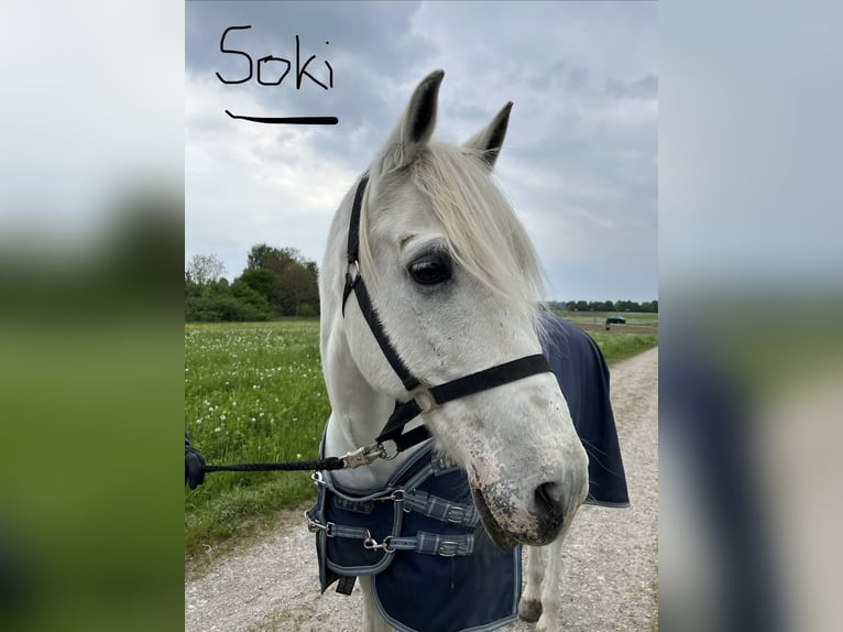 Lusitanos Wallach 24 Jahre 163 cm Schimmel in Schondorf am Ammersee