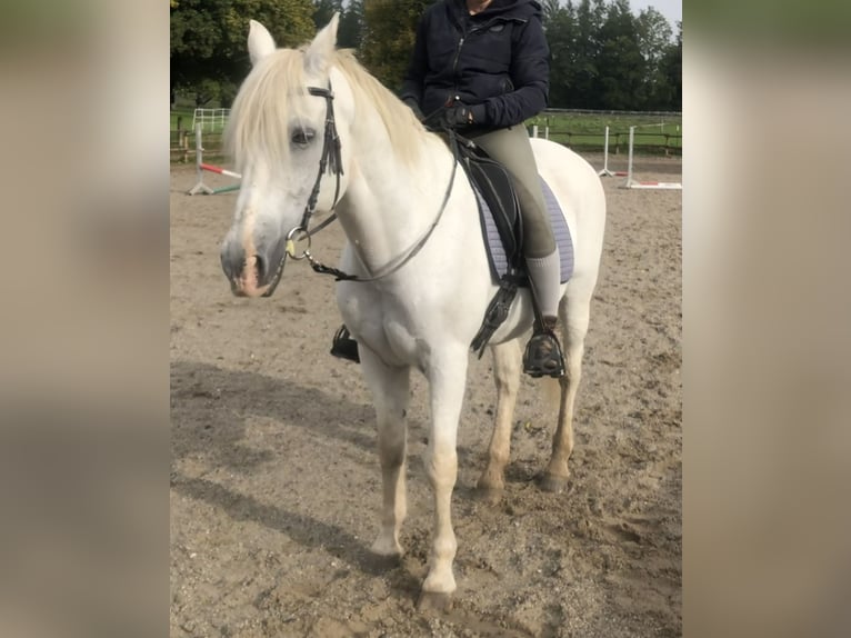 Lusitanos Wallach 24 Jahre 163 cm Schimmel in Schondorf am Ammersee
