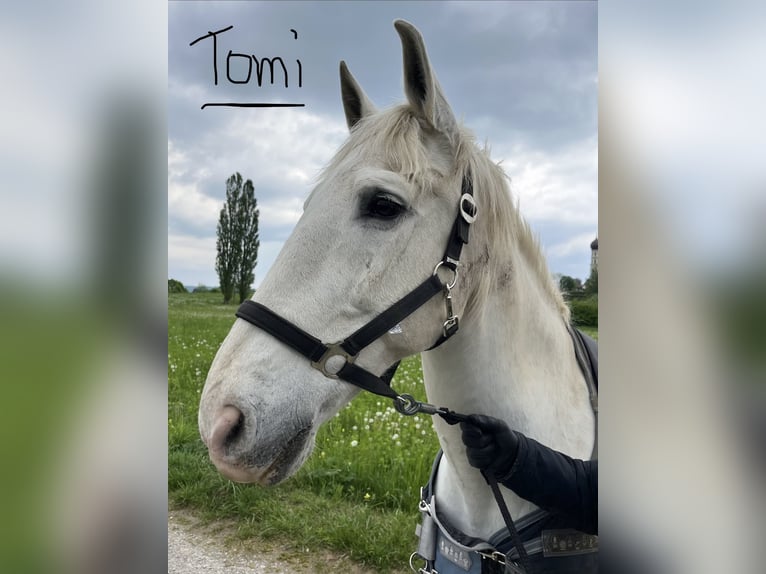 Lusitanos Wallach 24 Jahre 163 cm Schimmel in Schondorf am Ammersee