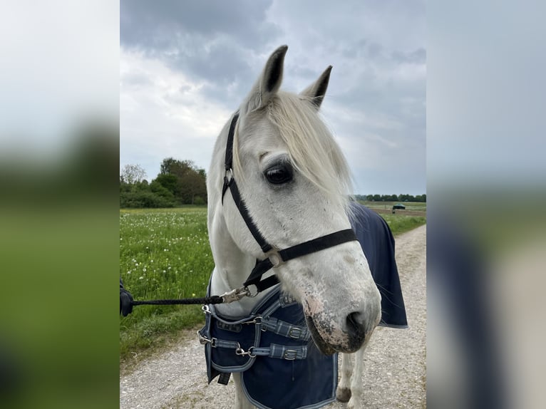 Lusitanos Wallach 24 Jahre 163 cm Schimmel in Schondorf am Ammersee