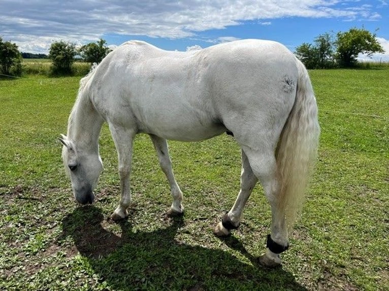 Lusitanos Wallach 24 Jahre 163 cm Schimmel in Schondorf am Ammersee
