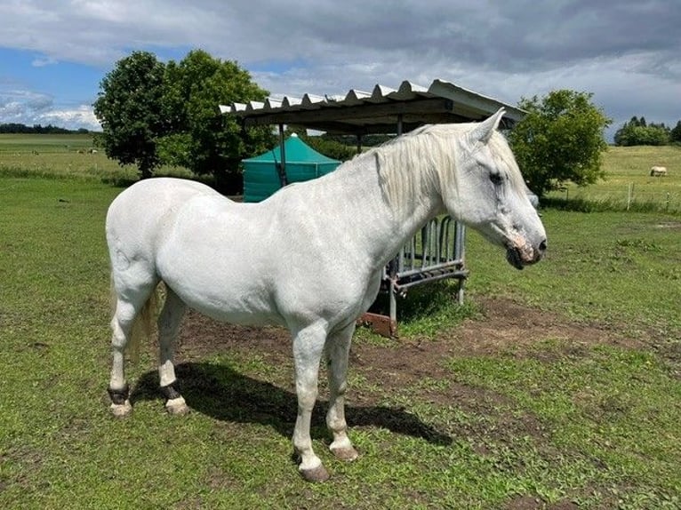 Lusitanos Wallach 24 Jahre 163 cm Schimmel in Schondorf am Ammersee
