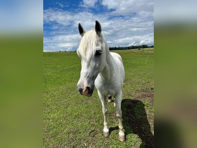 Lusitanos Wallach 24 Jahre 163 cm Schimmel in Schondorf am Ammersee