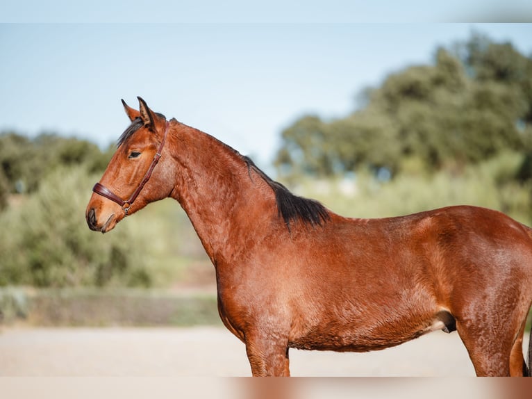 Lusitanos Wallach 2 Jahre Brauner in El Jaral