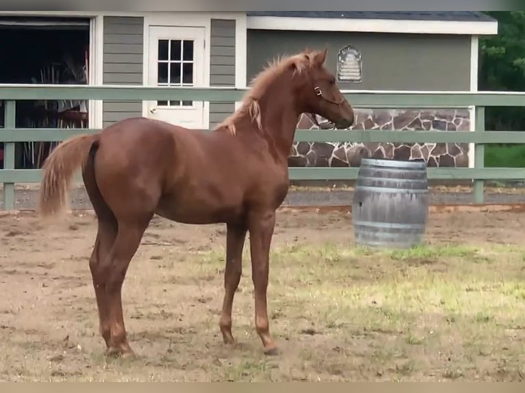 Lusitanos Wallach 2 Jahre Dunkelfuchs in Stockton, NJ