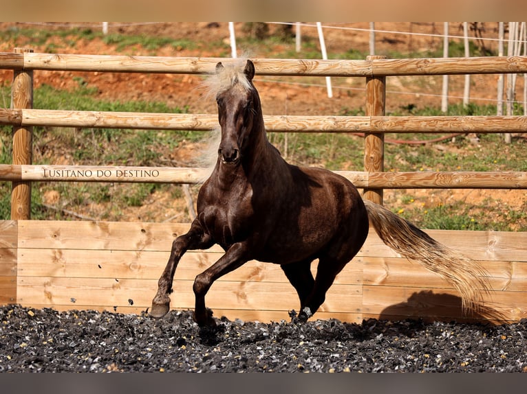 Lusitanos Mix Wallach 3 Jahre 147 cm Palomino in Générac