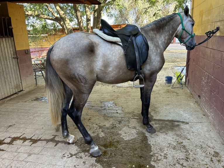 Lusitanos Wallach 3 Jahre 155 cm Schimmel in Sevilla