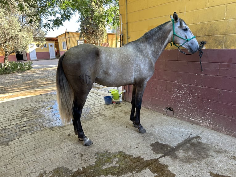 Lusitanos Wallach 3 Jahre 155 cm Schimmel in Sevilla