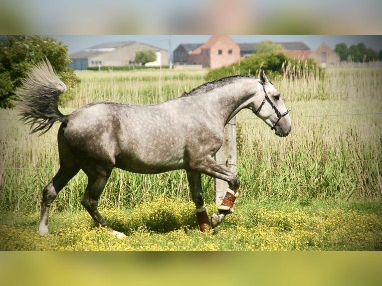 Lusitanos Wallach 3 Jahre 158 cm Schimmel in Bredene