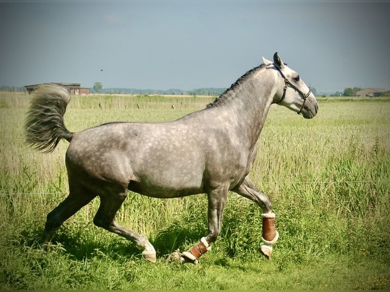 Lusitanos Wallach 3 Jahre 158 cm Schimmel in Bredene