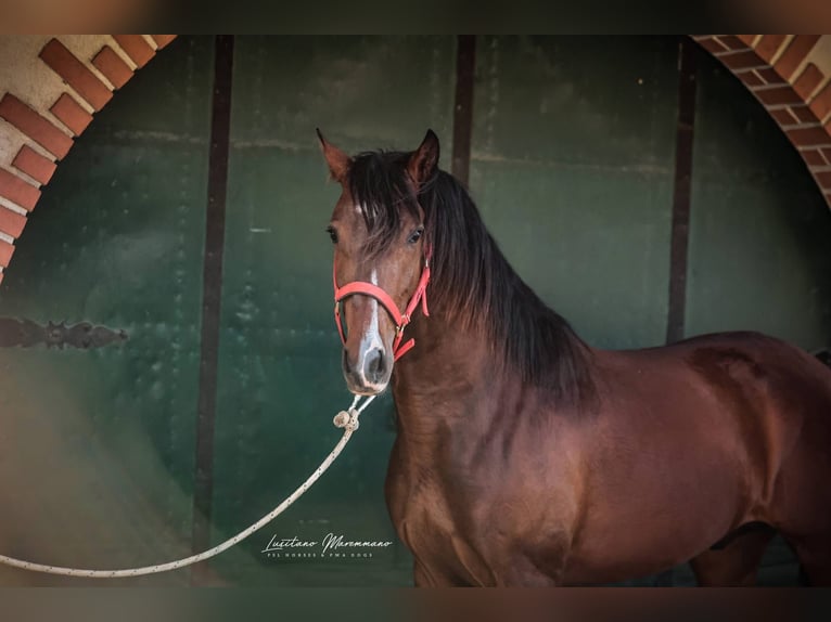 Lusitanos Wallach 3 Jahre 160 cm Brauner in Rio Maior