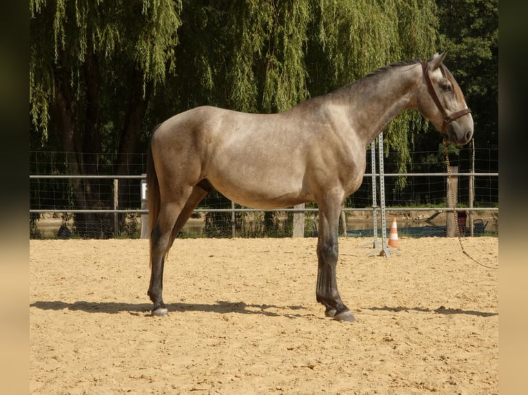 Lusitanos Wallach 3 Jahre 160 cm Schimmel in Monestier