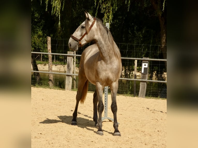 Lusitanos Wallach 3 Jahre 160 cm Schimmel in Monestier