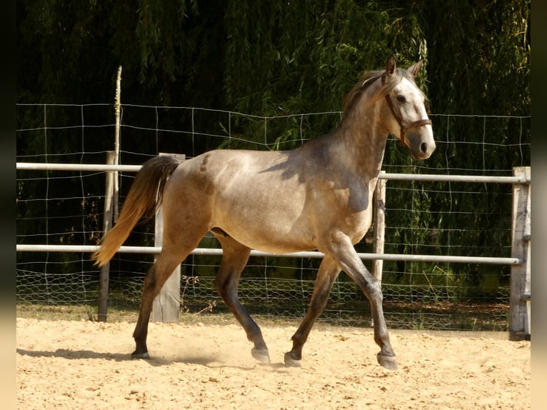 Lusitanos Wallach 3 Jahre 160 cm Schimmel in Monestier