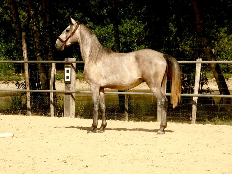 Lusitanos Wallach 3 Jahre 160 cm Schimmel in Monestier