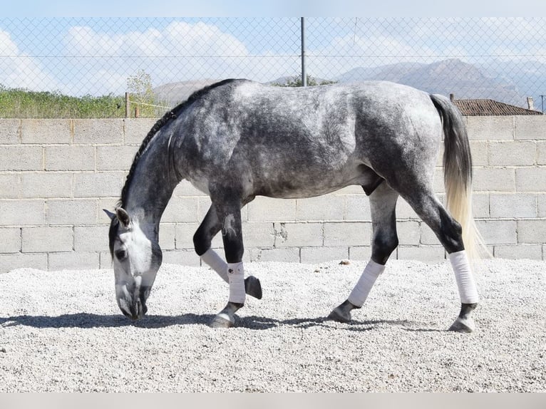 Lusitanos Wallach 3 Jahre 160 cm Schimmel in Provinz Granada Lusitanos Wallach 3 Jahre 160 cm Schimmel in Provinz Granada