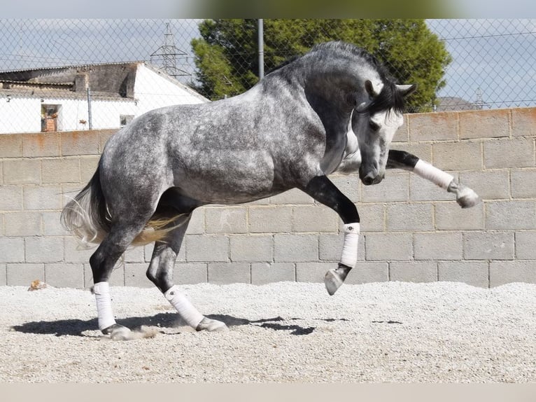 Lusitanos Wallach 3 Jahre 160 cm Schimmel in Provinz Granada Lusitanos Wallach 3 Jahre 160 cm Schimmel in Provinz Granada