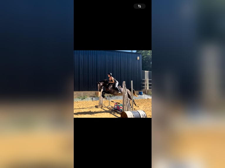 Lusitanos Wallach 3 Jahre 160 cm Schimmel in Monestier