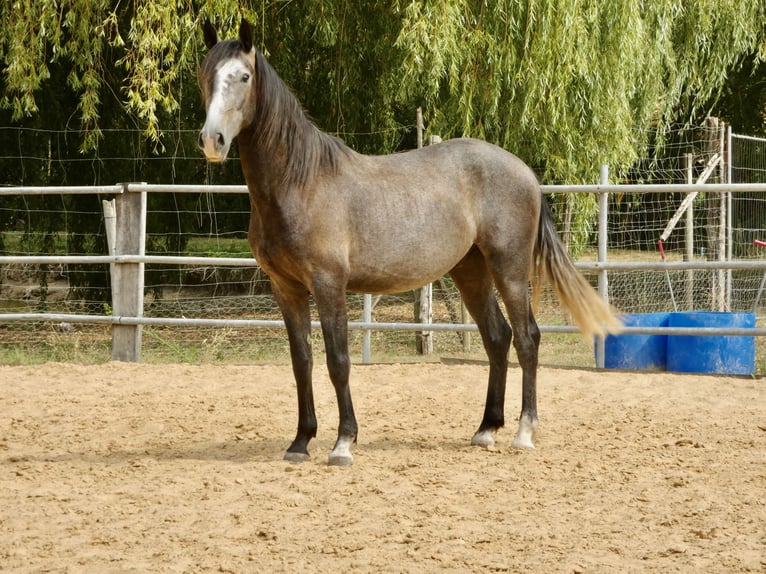 Lusitanos Wallach 3 Jahre 160 cm Schimmel in Monestier