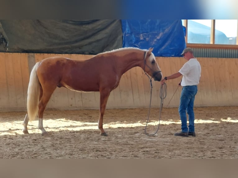 Lusitanos Wallach 3 Jahre 163 cm Palomino in Bergweiler