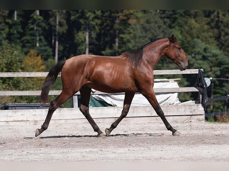Lusitanos Wallach 3 Jahre 164 cm Brauner in Thusis