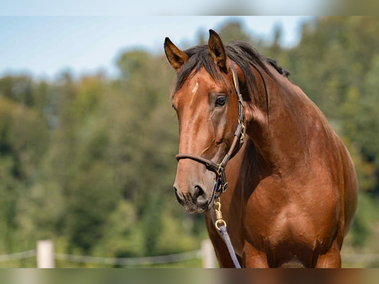 Lusitanos Wallach 3 Jahre 164 cm Brauner in Thusis
