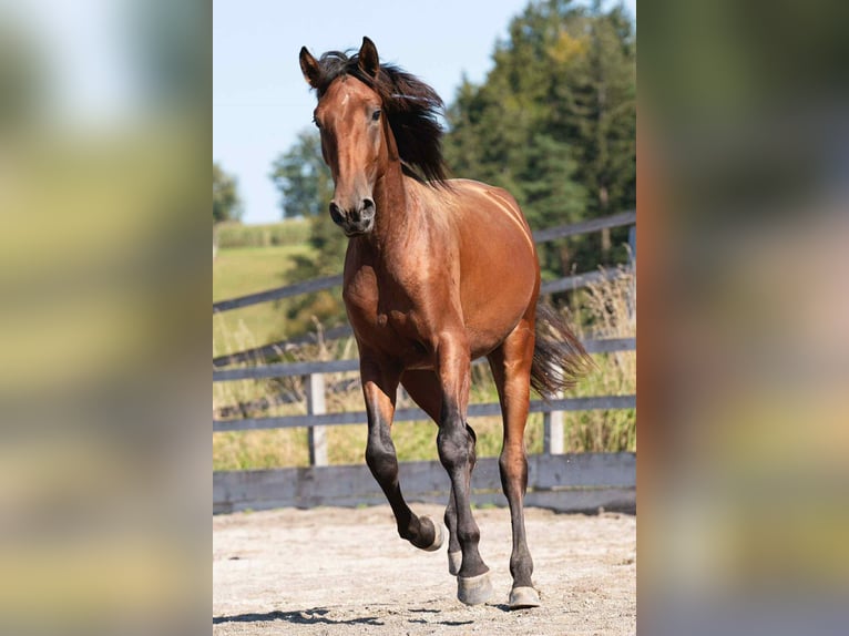 Lusitanos Wallach 3 Jahre 164 cm Brauner in Thusis