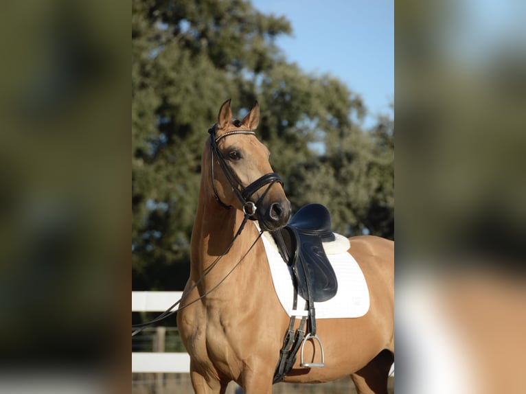 Lusitanos Wallach 3 Jahre 165 cm Buckskin in &#xC1;gua Derramada