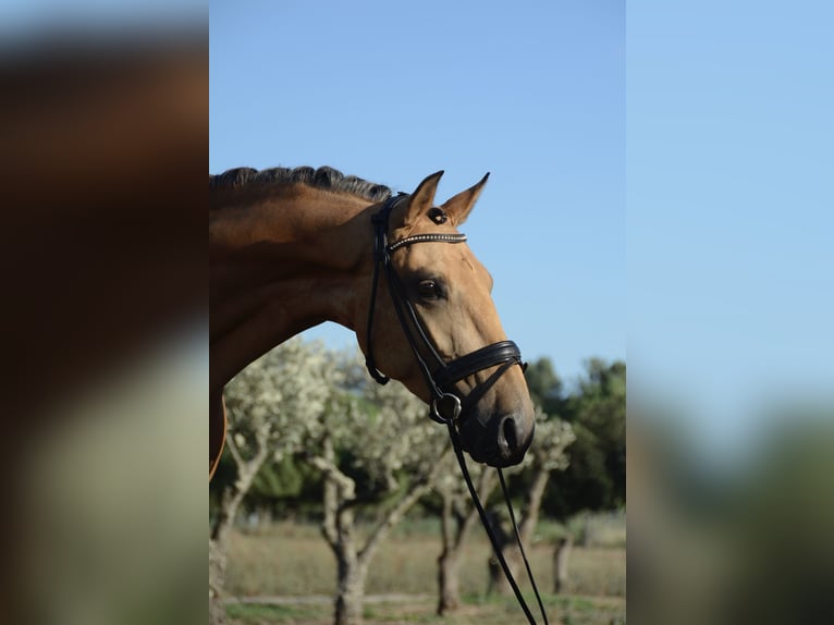 Lusitanos Wallach 3 Jahre 165 cm Buckskin in &#xC1;gua Derramada