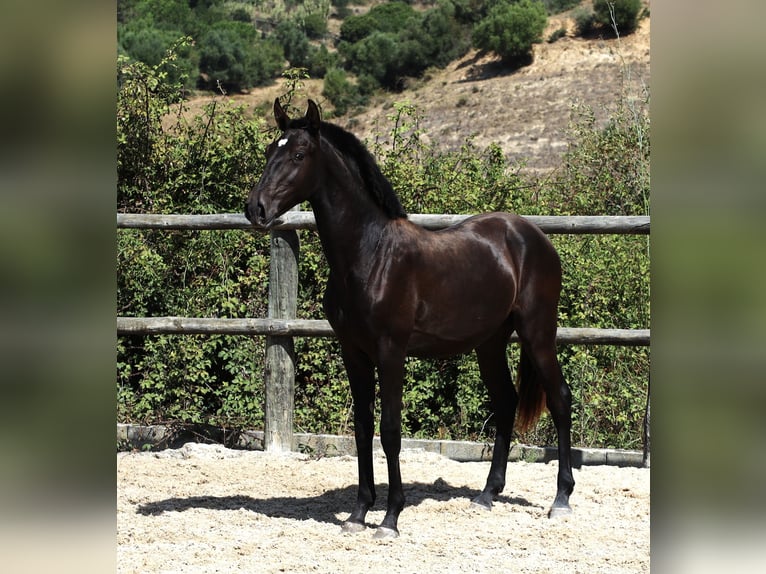 Lusitanos Wallach 3 Jahre 165 cm Rappe in Ribamar