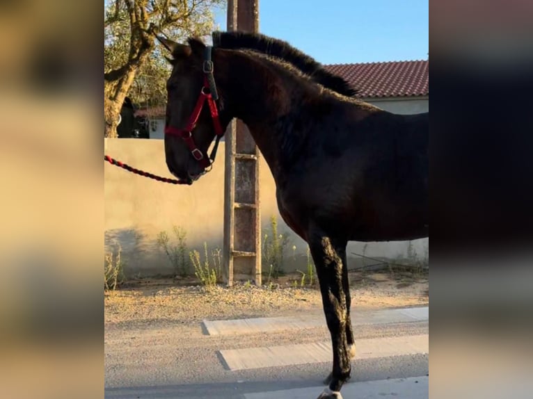 Lusitanos Wallach 3 Jahre 169 cm Brauner in Marinhais