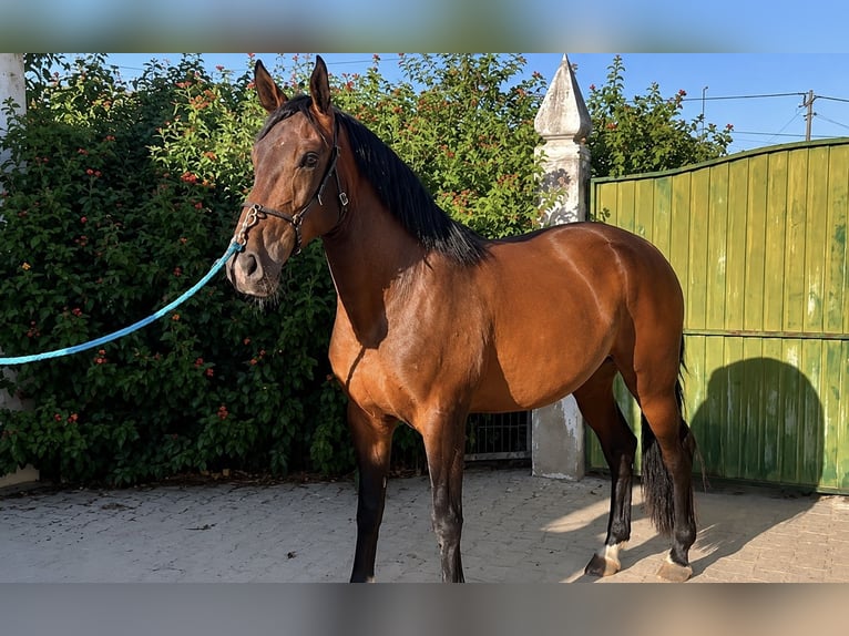 Lusitanos Wallach 3 Jahre 169 cm Brauner in Marinhais