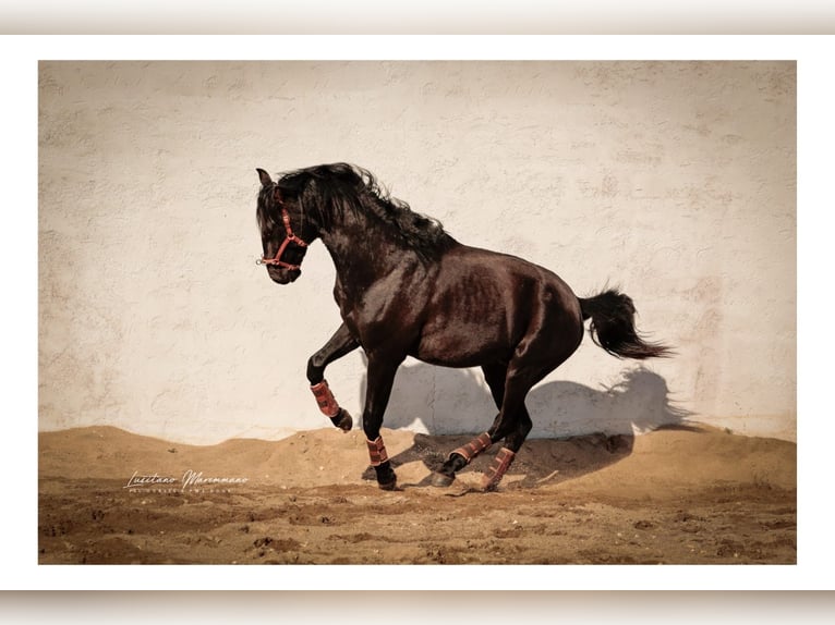 Lusitanos Mix Wallach 3 Jahre 170 cm Rappe in Rio Maior