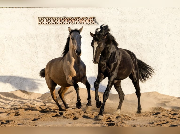 Lusitanos Mix Wallach 3 Jahre 170 cm Rappe in Rio Maior