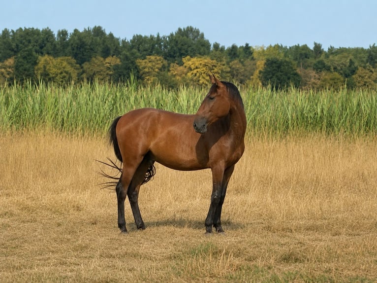 Lusitanos Wallach 3 Jahre 173 cm Brauner in Pulheim