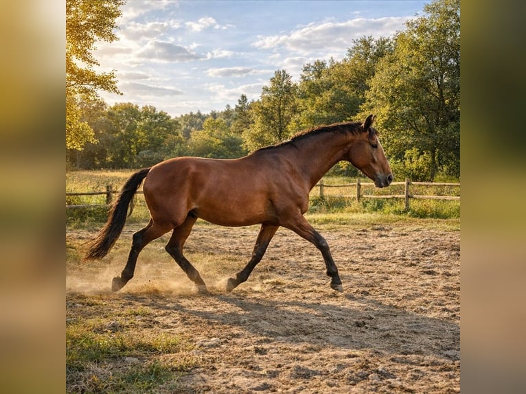 Lusitanos Wallach 3 Jahre 173 cm Brauner in Pulheim
