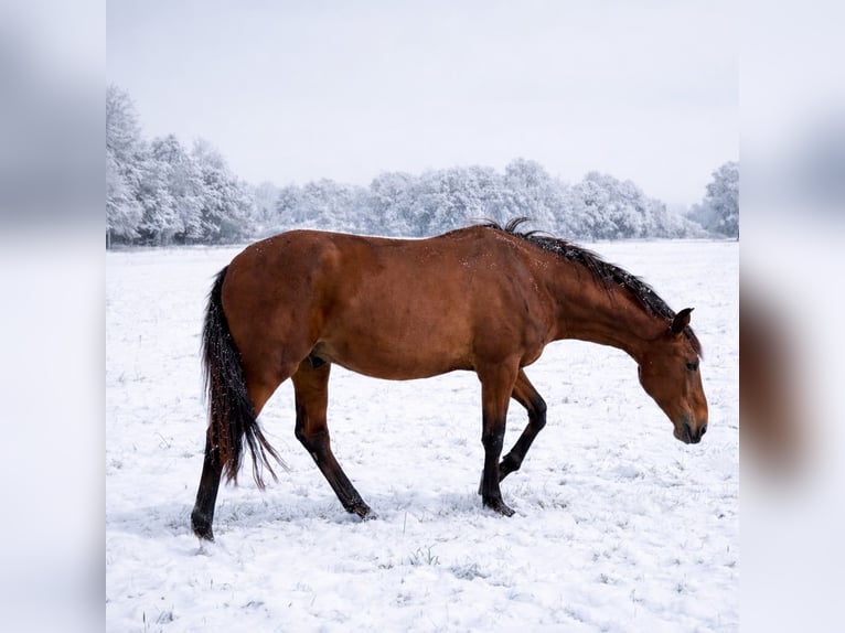 Lusitanos Wallach 3 Jahre 173 cm Brauner in Pulheim