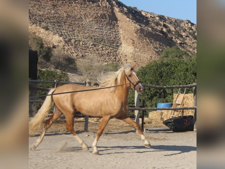 Lusitanos Mix Wallach 3 Jahre in Küssaberg