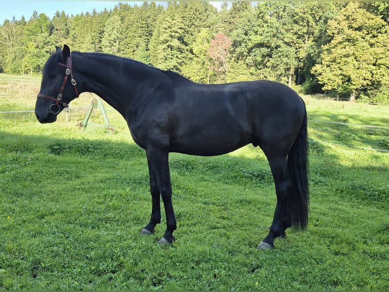 Lusitanos Wallach 3 Jahre Rappe in Irschenberg