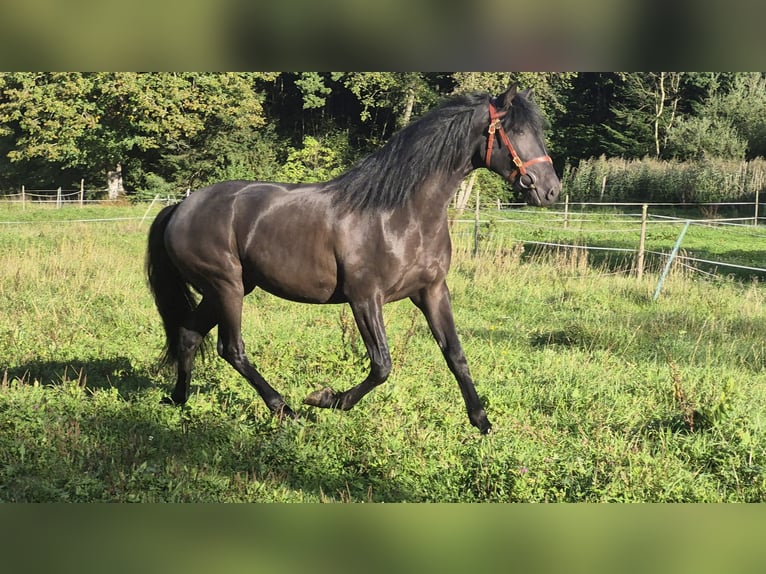 Lusitanos Wallach 3 Jahre Rappe in Irschenberg