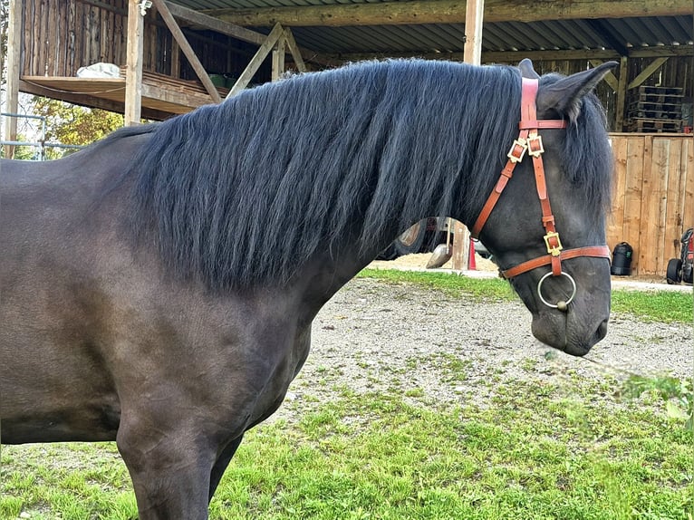 Lusitanos Wallach 3 Jahre Rappe in Irschenberg