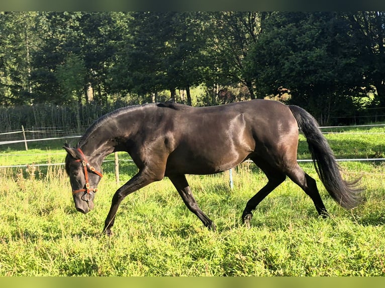 Lusitanos Wallach 3 Jahre Rappe in Irschenberg