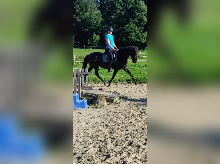 Lusitanos Wallach 3 Jahre Rappe in Irschenberg
