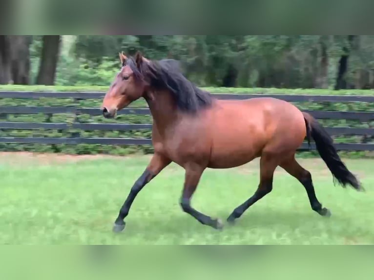 Lusitanos Wallach 3 Jahre Rotbrauner in Ocala, FL