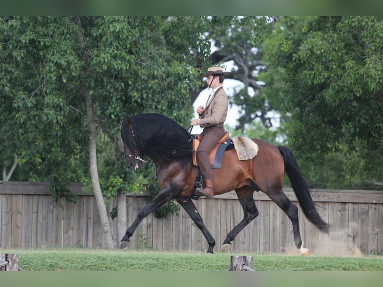 Lusitanos Wallach 3 Jahre Rotbrauner in Ocala, FL