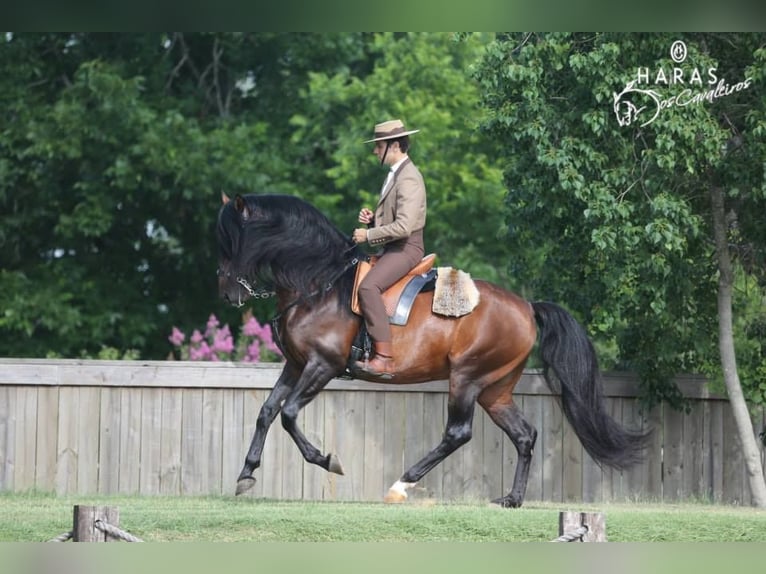 Lusitanos Wallach 3 Jahre Rotbrauner in Ocala, FL